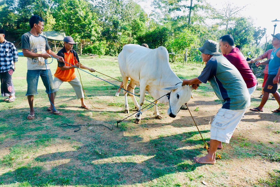 penyembelihan-hewan-qurban-1441-h